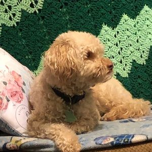 Meet your Posher, Deanna